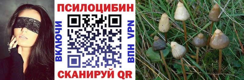 Купить  Купино  Псилоцибиновые грибы Magic Shrooms 
